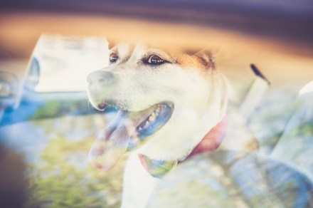 there is no need for this image - but look at that sweet face!