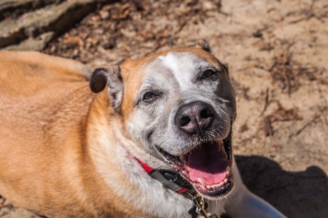 because really, how cute is he?