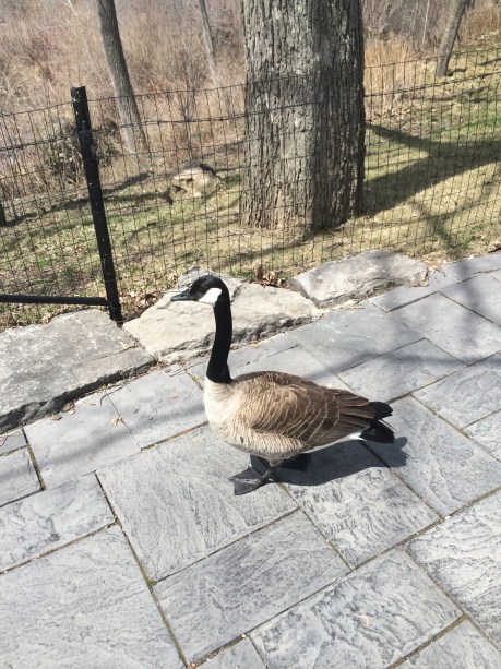 Sight-seeing goose.... walked along side us for a good while before it decided to fly off...